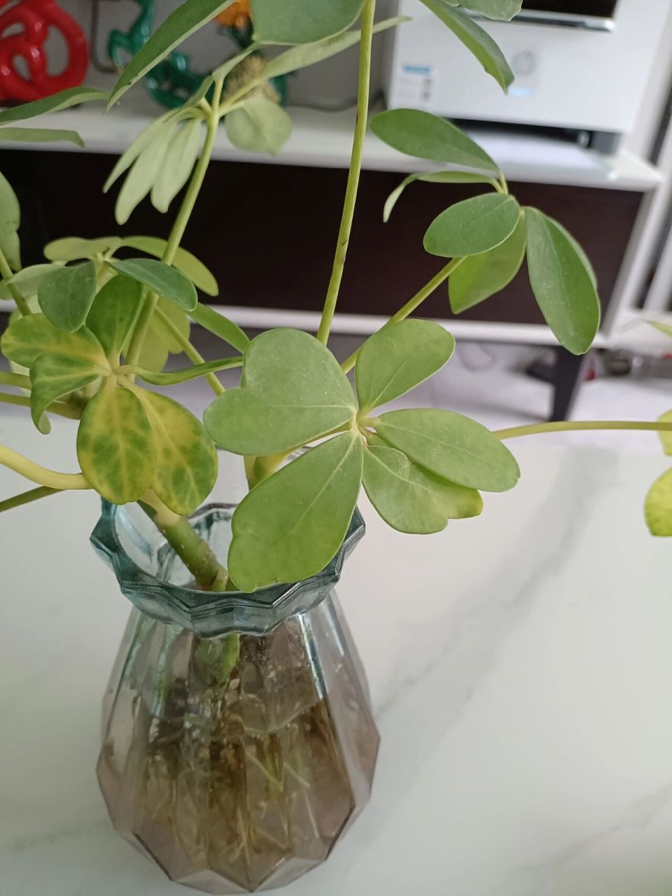 水培鸭脚木发黄掉叶怎么办?