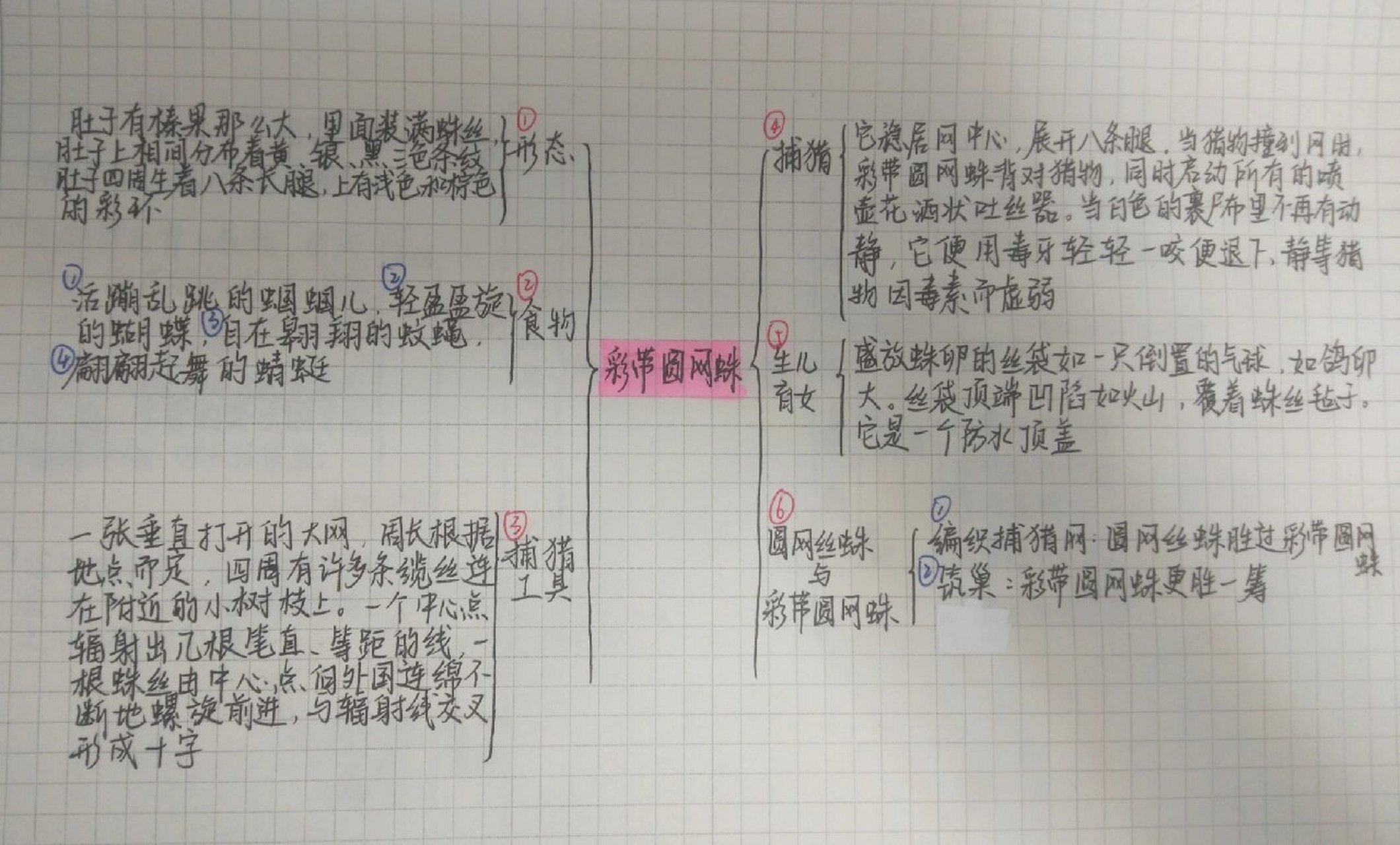 蛛网思维导图怎么画图片