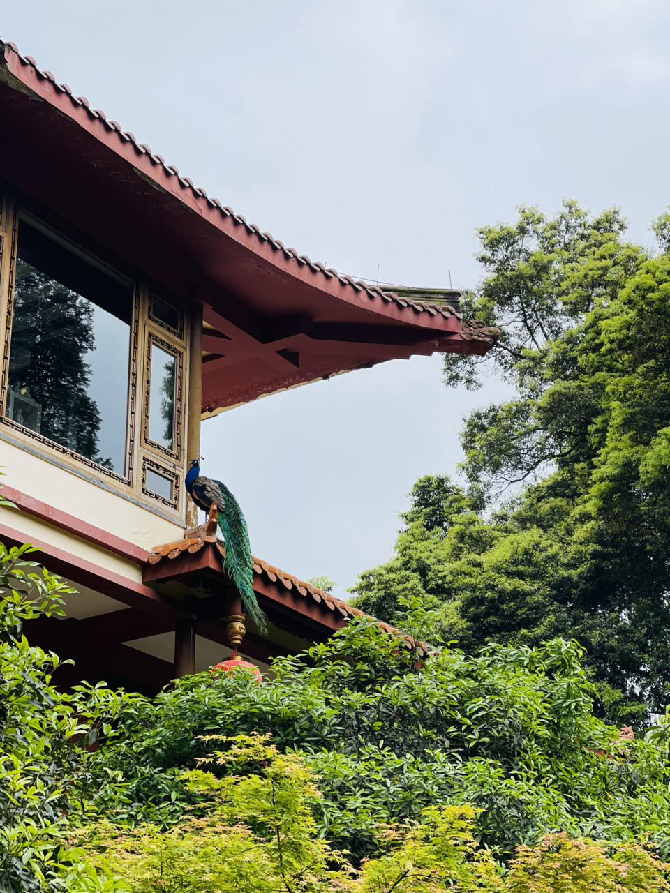 青城山 7215普照寺97 91吾求皆吾愿 多喜乐 长安宁 #成都周边