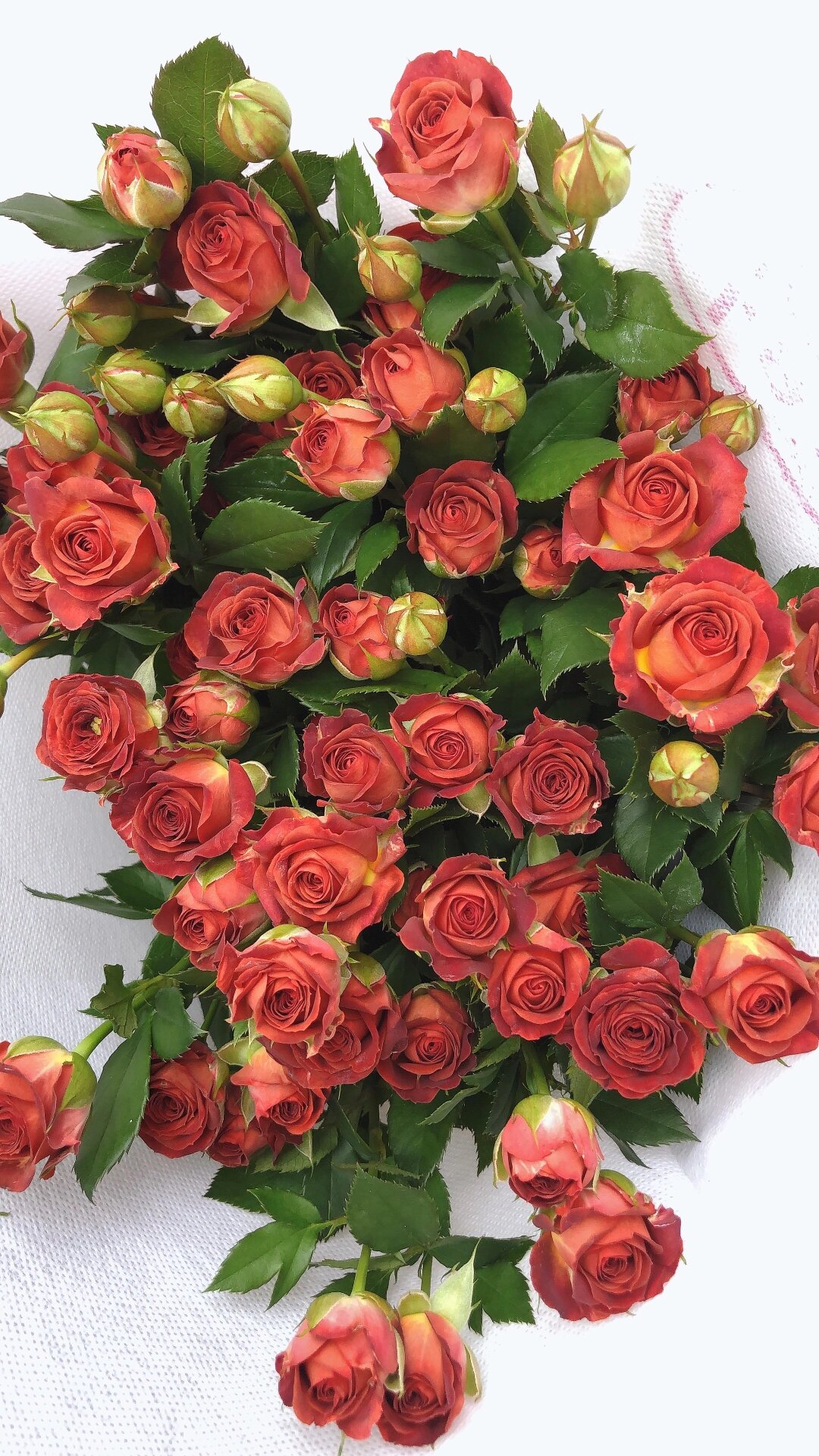 浪漫快要溢出来了巧克力多头玫瑰