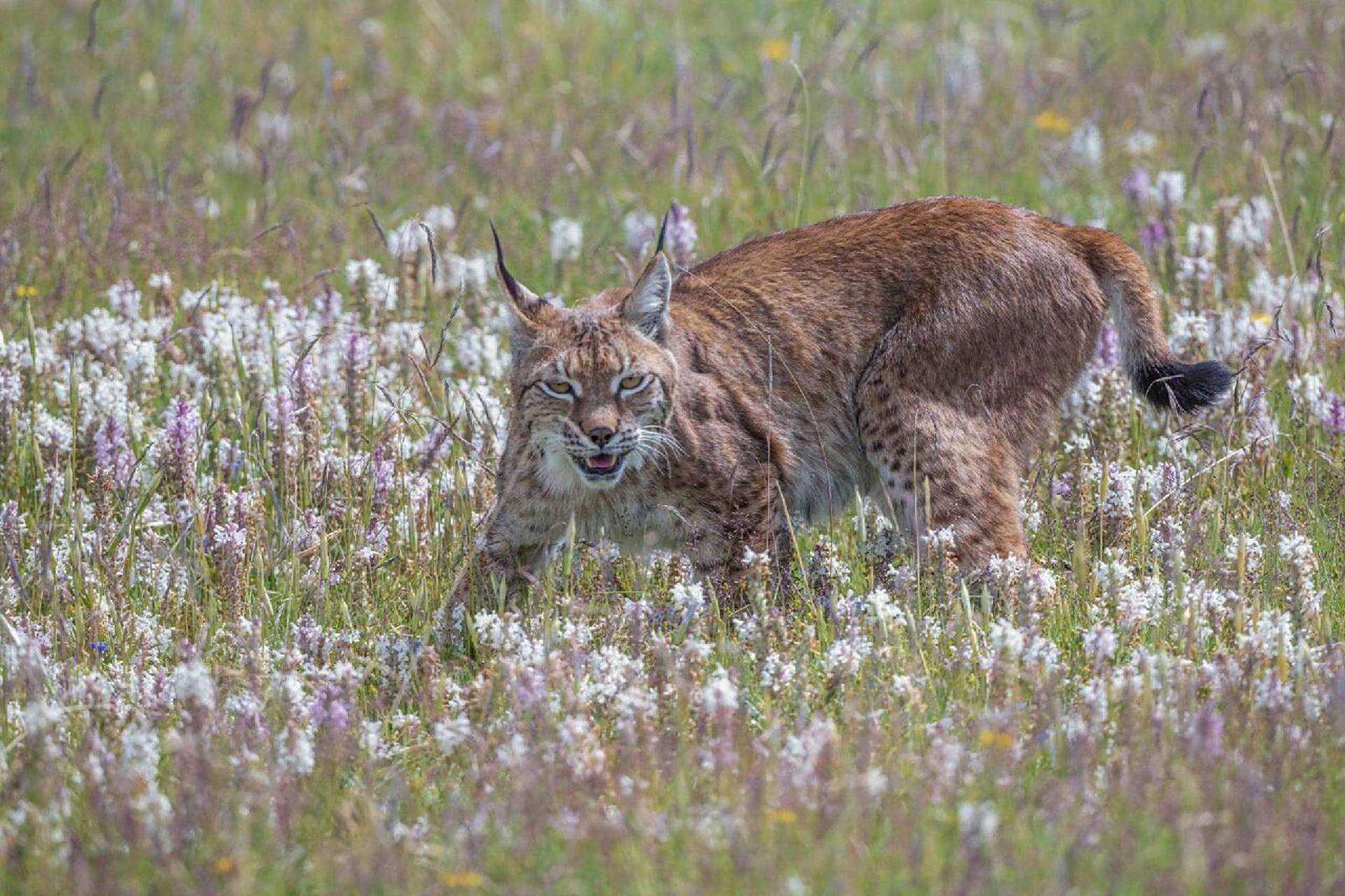 山猫……猞猁 猞猁是国家二级保护动物,属于中大型猫科 由于猞猁分布
