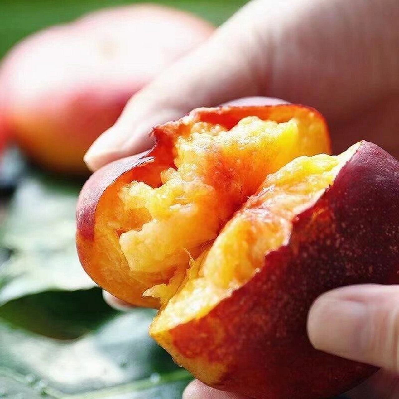 新疆蟠桃～ 这个桃子99真的真的也太好吃了叭!