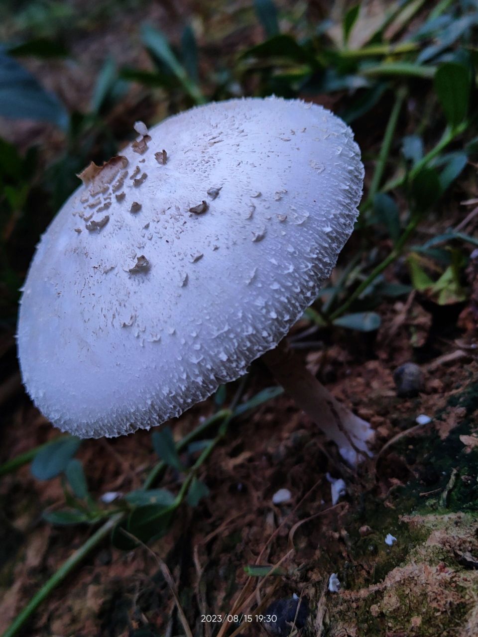 大青褶伞蘑菇图片