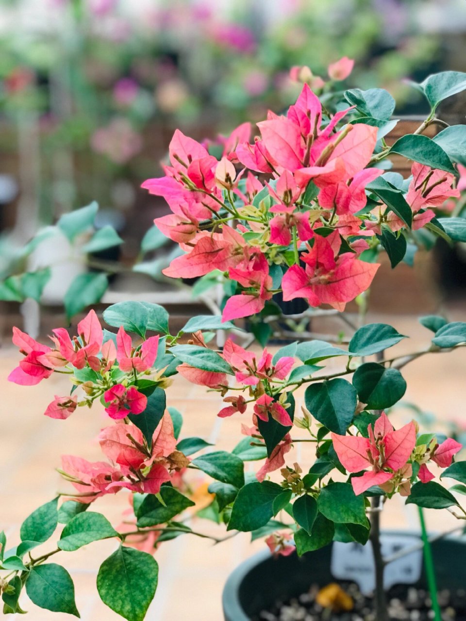 布里扎三角梅 一个很特别的名字,花儿也很漂亮