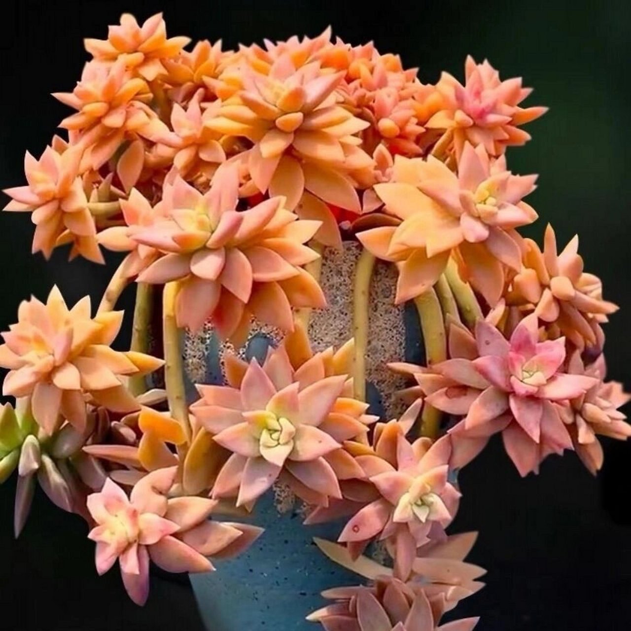 土壤要求 多肉布丁需提供适宜的土壤条件,土壤要求疏松,透气,排水好