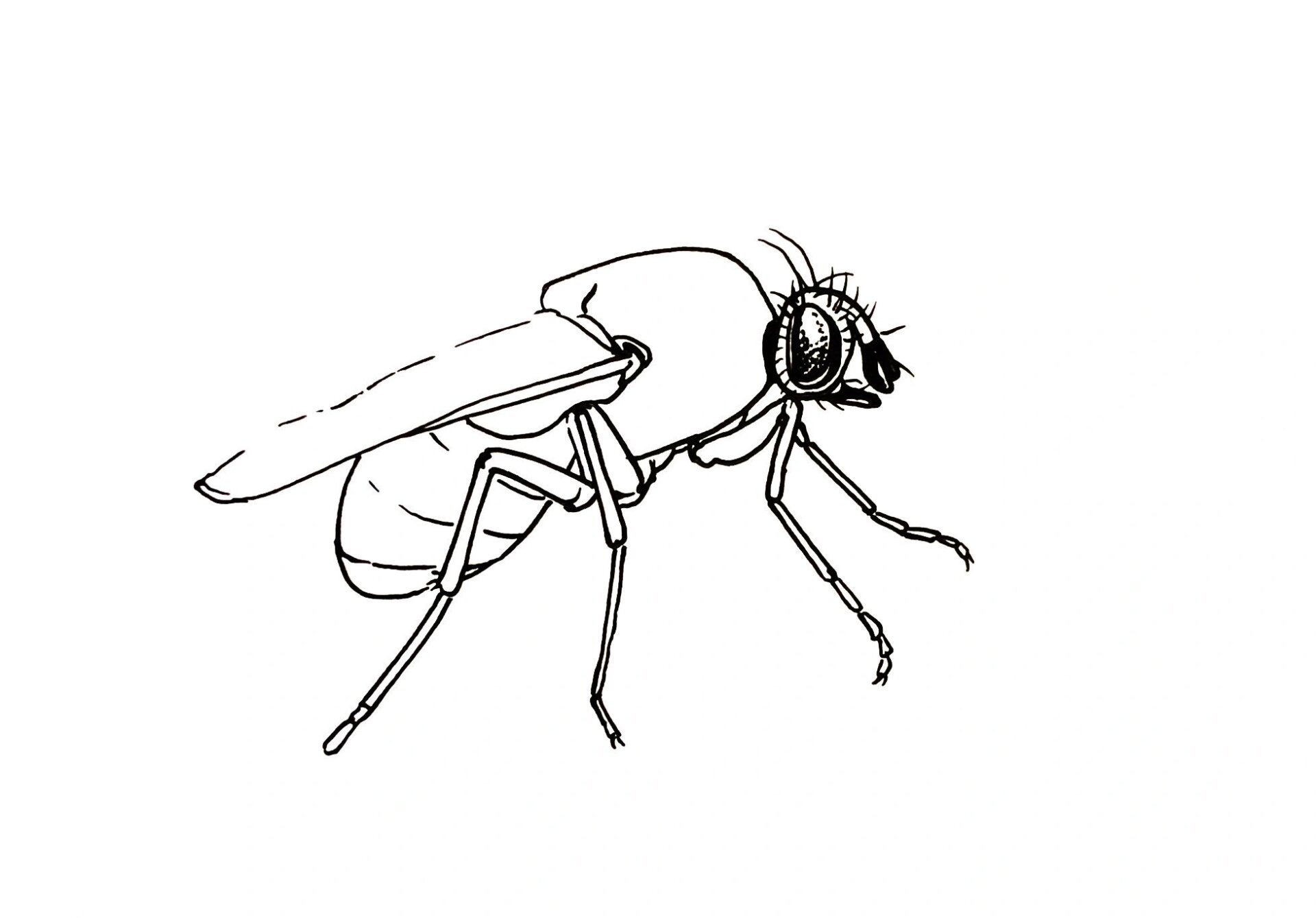 苍蝇06 苍蝇属,体型小型到中型,触角短,仅 3 节,末节末端有节鞭或末