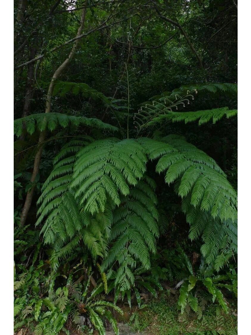 91揭秘热带庭院的明星植物:白桫椤!90笔筒树