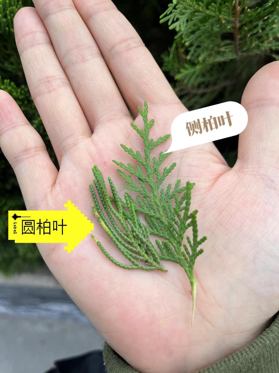 分不清侧柏圆柏来看看吧～ 侧柏叶是扁的,想被碾压过一样～树杈比较