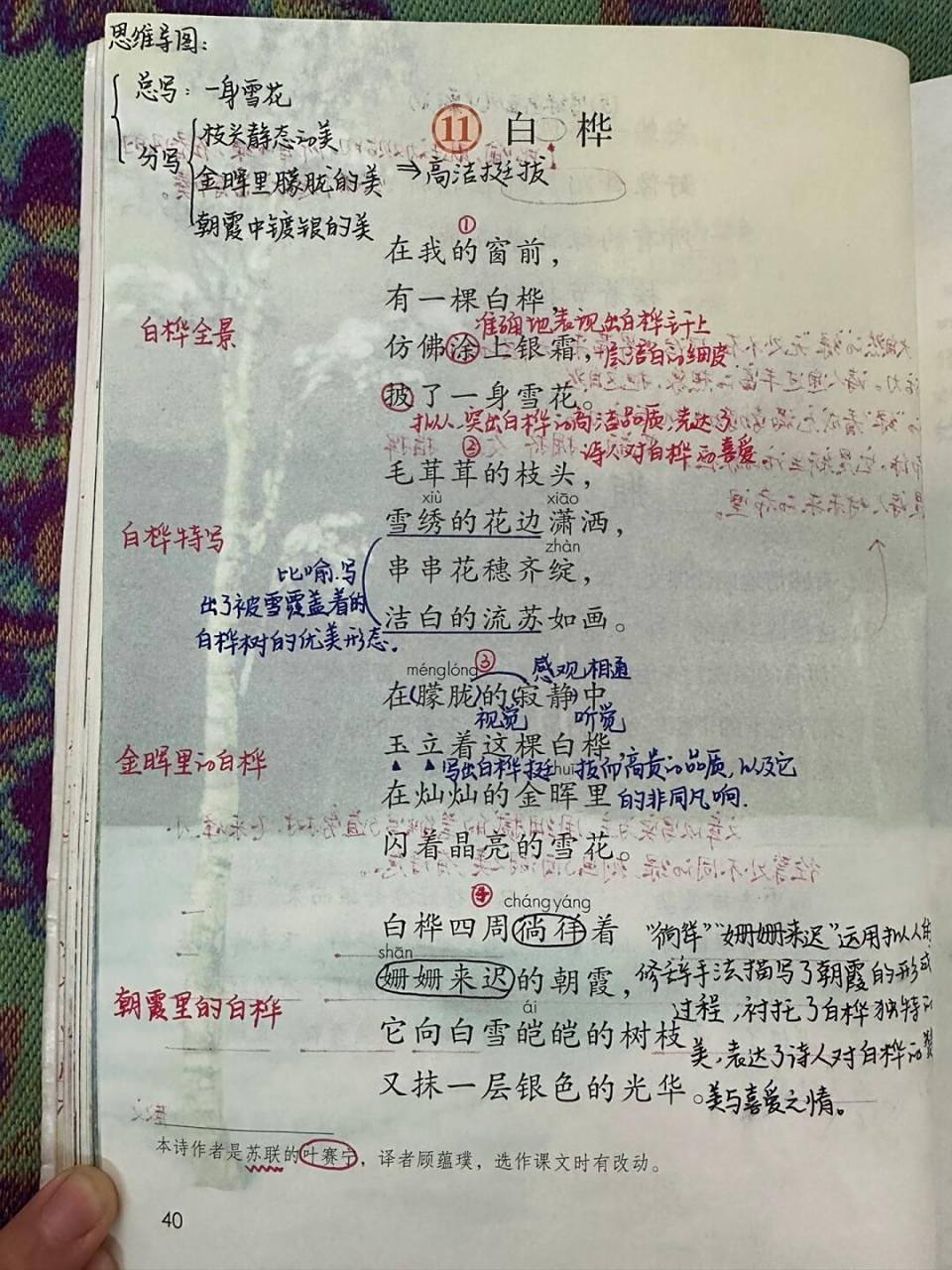 46615下备课笔记/《白桦》98 #四年级下册语文# #小学语文备课