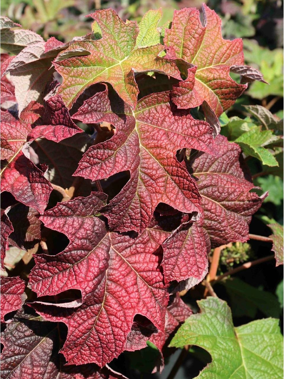 超新品栎叶绣球"红宝石拖鞋" 【超新品栎叶绣球"红宝石拖鞋"】 变色