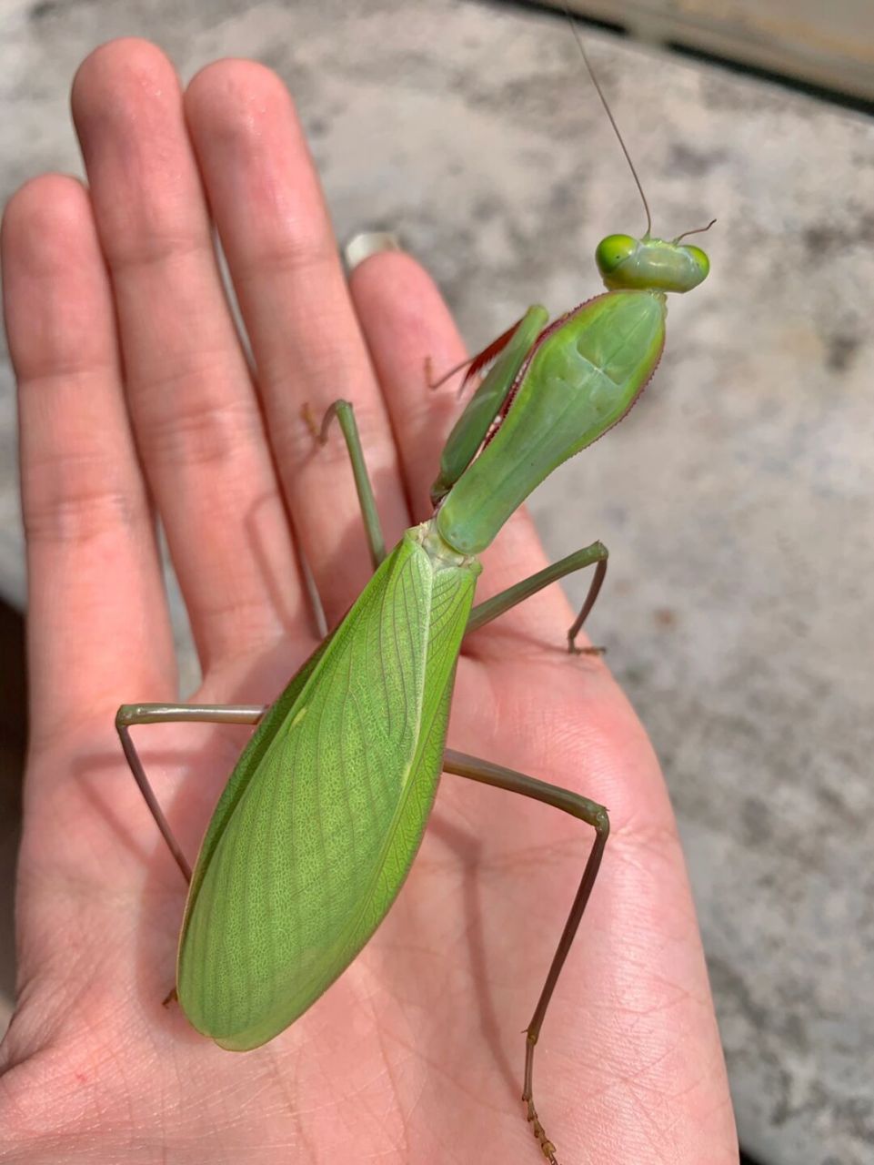 一只大个头的澳宽,大螳螂手感真好[偷笑]#昆虫# #澳洲# #螳螂# #斧螳