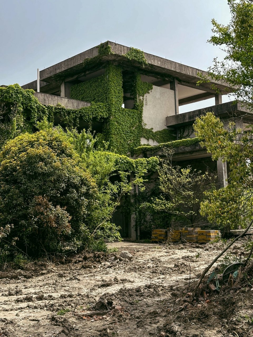 淀山湖上废弃的别墅 这种地方如果没废弃, 应该也不会有这么生机盎然