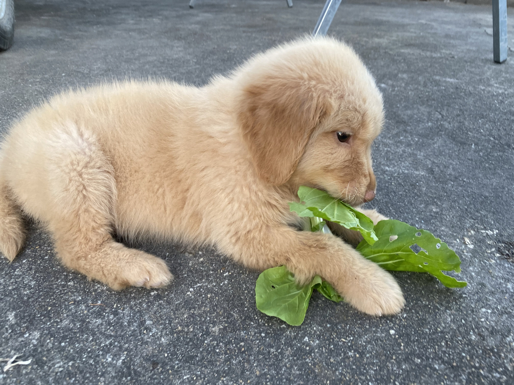 两个多月的小金毛鼻子怎么还是粉色的 刚满月就带回家了,喂的幼犬专用