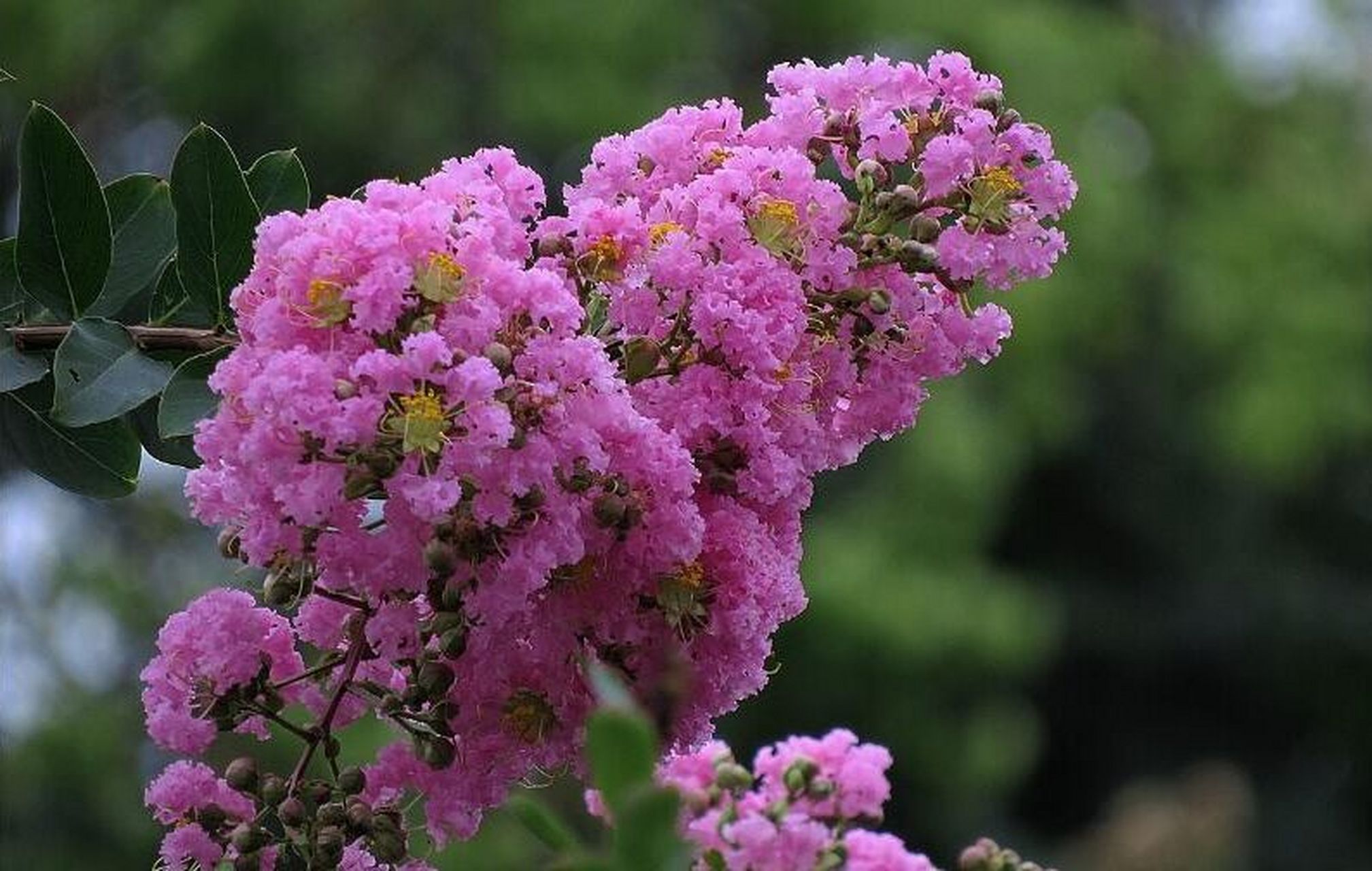 紫薇花树是名贵树,紫薇树是一种比较常见的名贵观赏花卉,而紫薇树