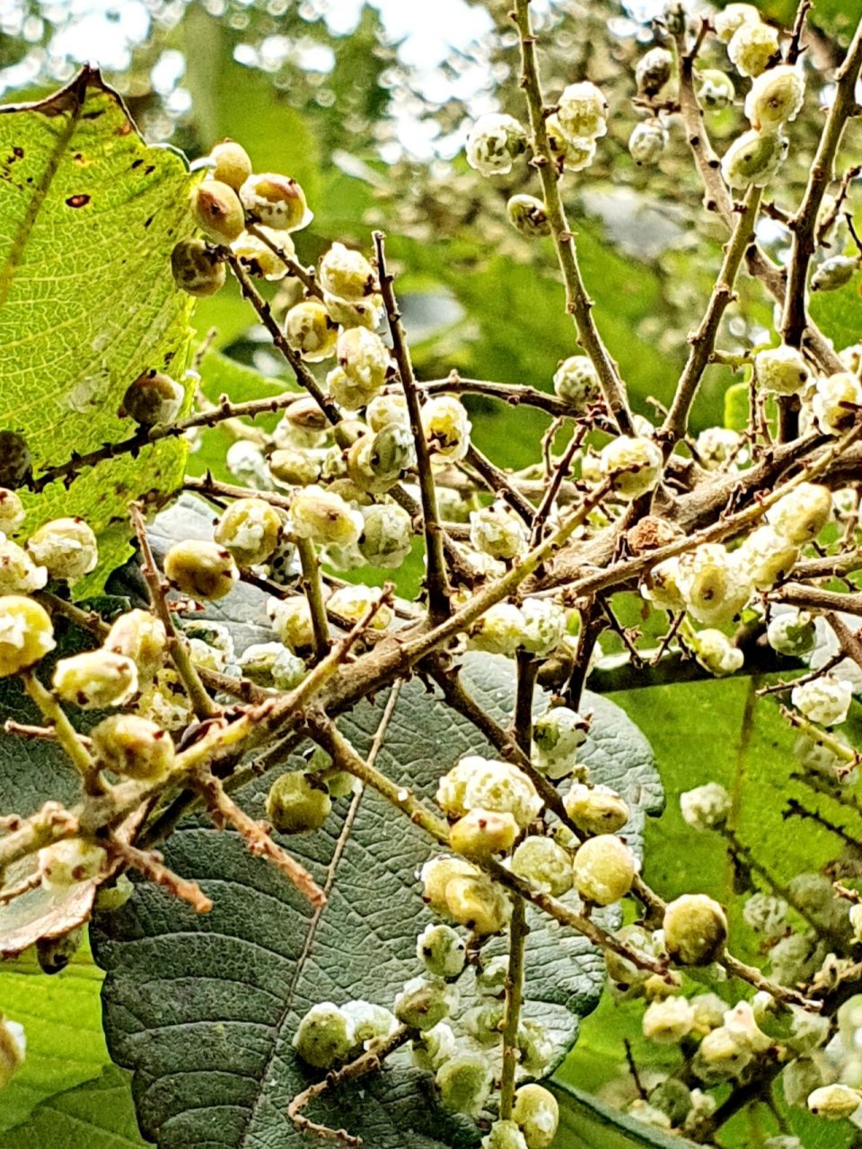 盐肤木 自己带"盐",果实外面好像包裹着一层白白的盐,真的很神奇