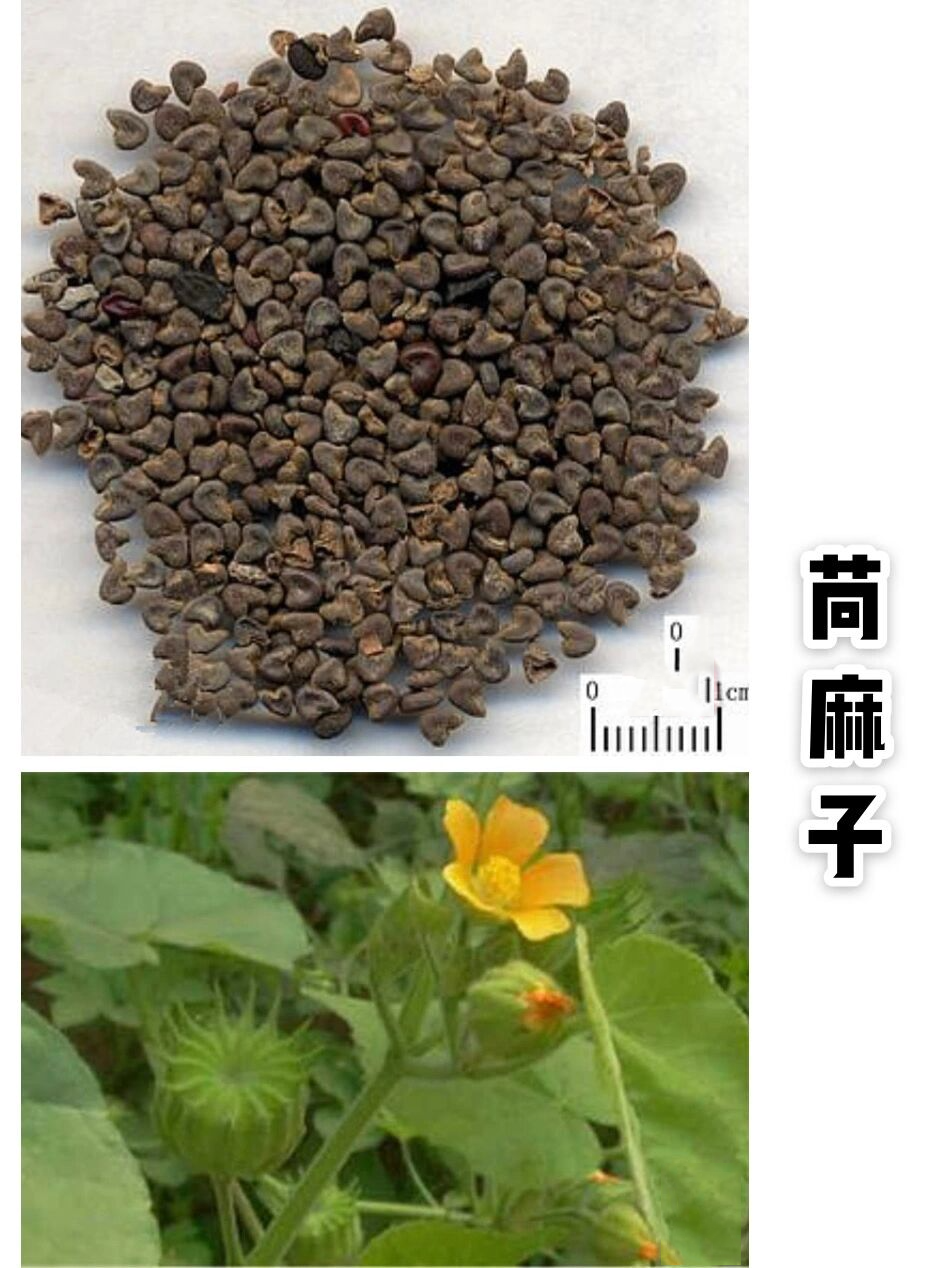 冬葵子,冬葵果,苘麻子是同一味药吗?
