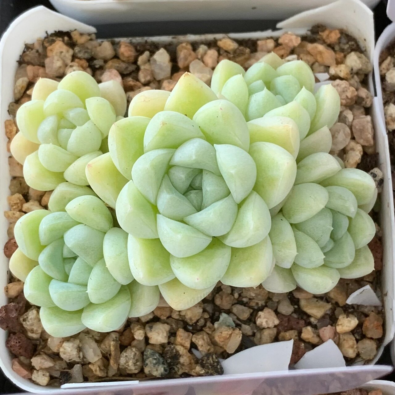 奶油美人多肉93