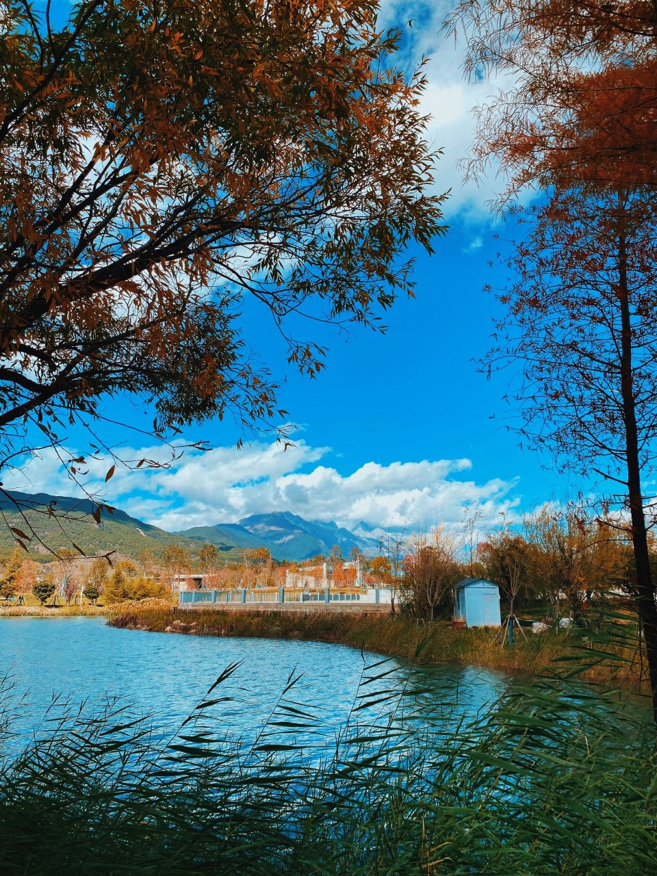 深秋的中济海公园真的美的像漫画 丽江秋季宝藏打卡点～中济海公园