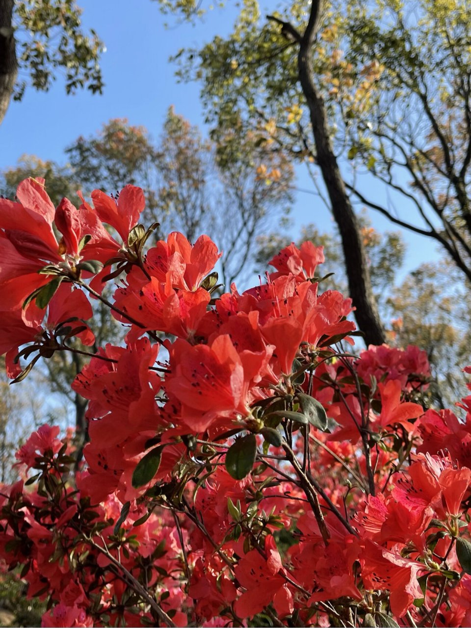 御影牡丹杜鹃花图片