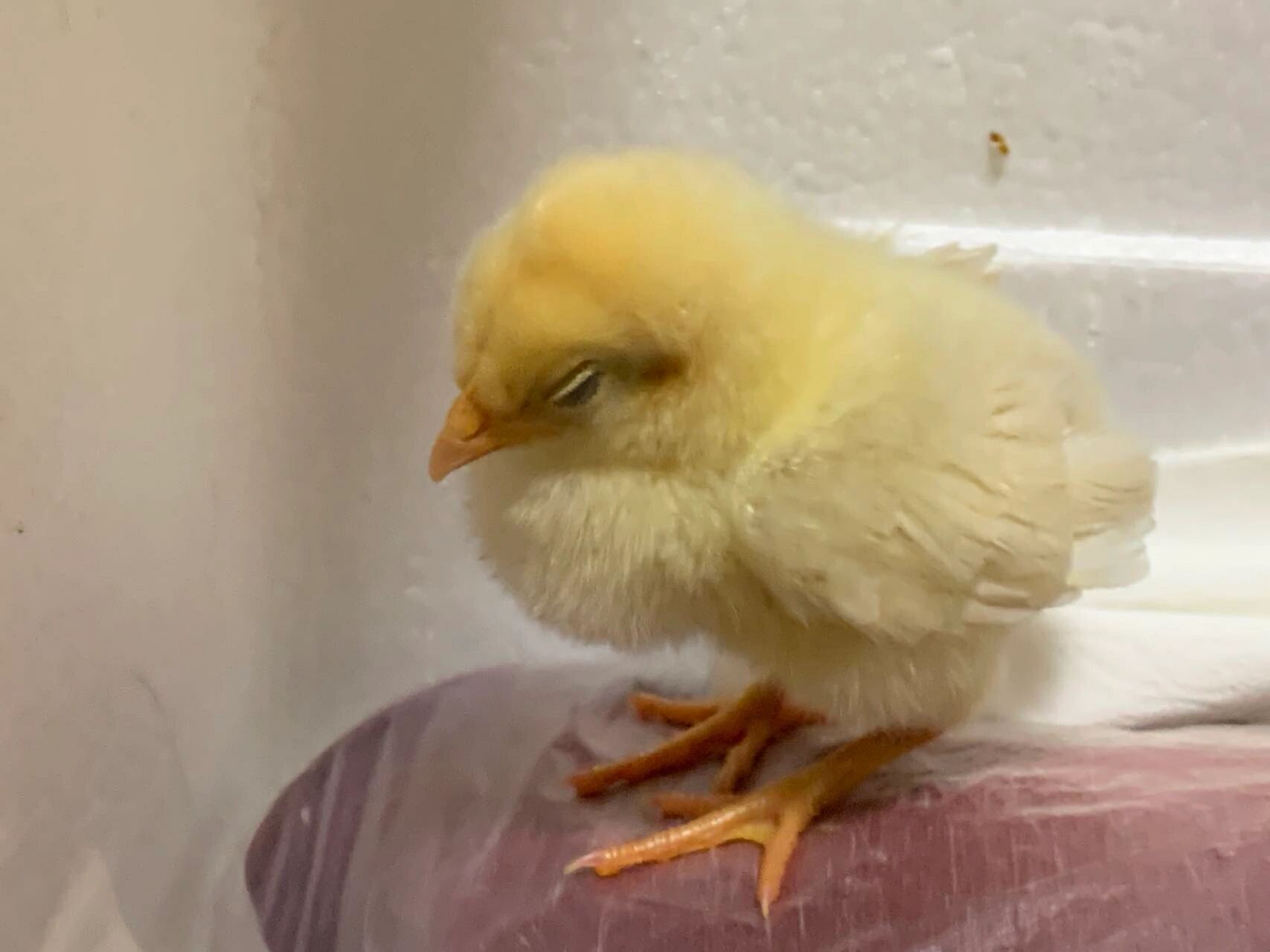 发现小鸡90突然不精神 嗉囊硬硬鼓鼓的 我今天发现它们俩嗉囊硬硬鼓