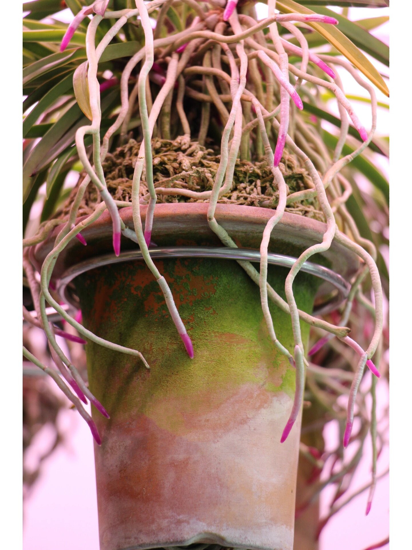 风兰(富贵兰)赏根第一季