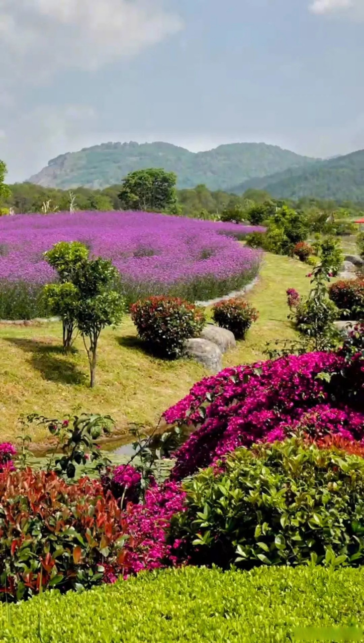 【腾冲原乡栖花岭】腾冲原乡栖花岭景区位于云南腾冲曲石旅游度假小镇