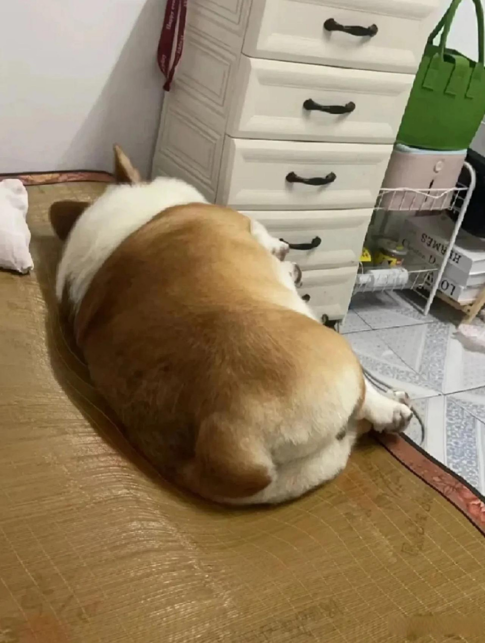 狗子的睡觉姿势.