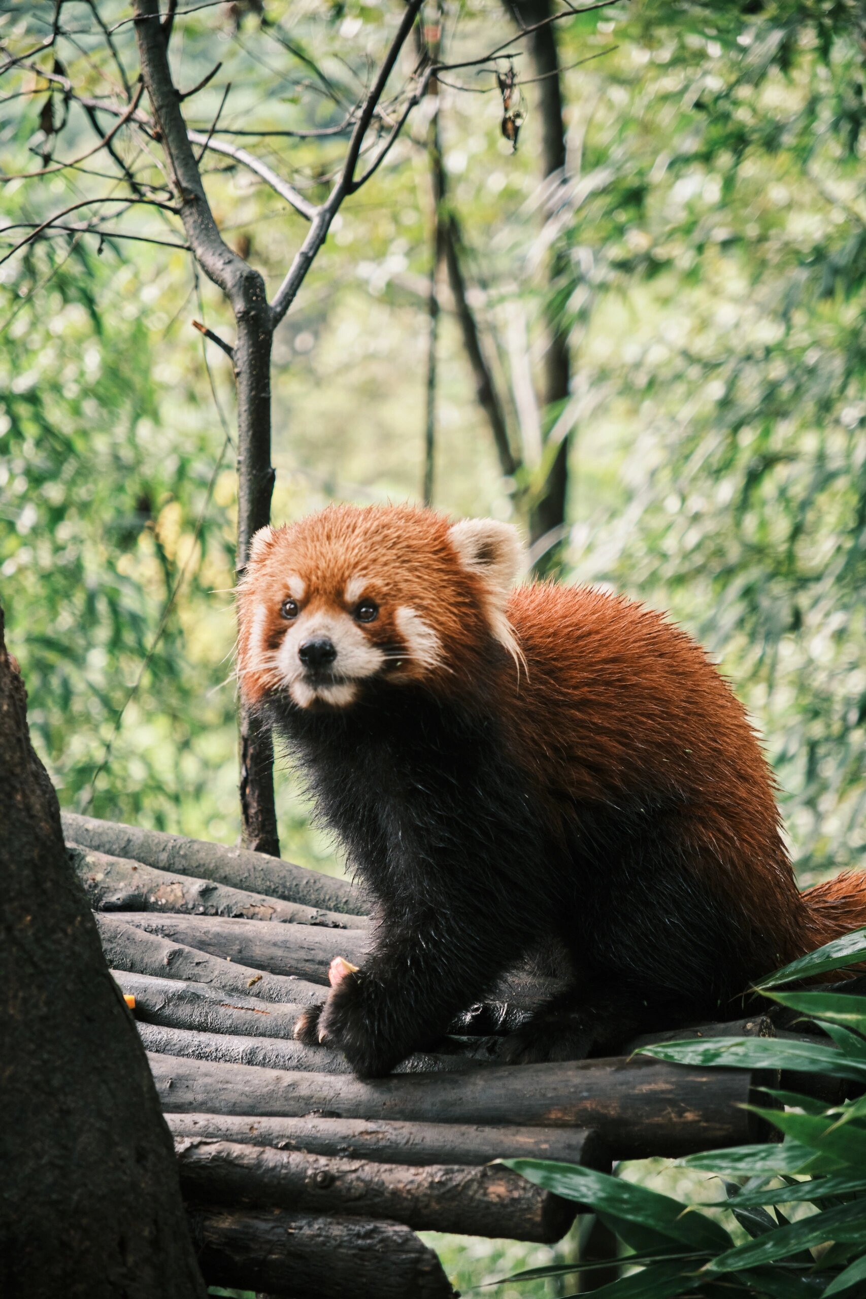 成都熊猫谷最全游玩攻略!建议收藏