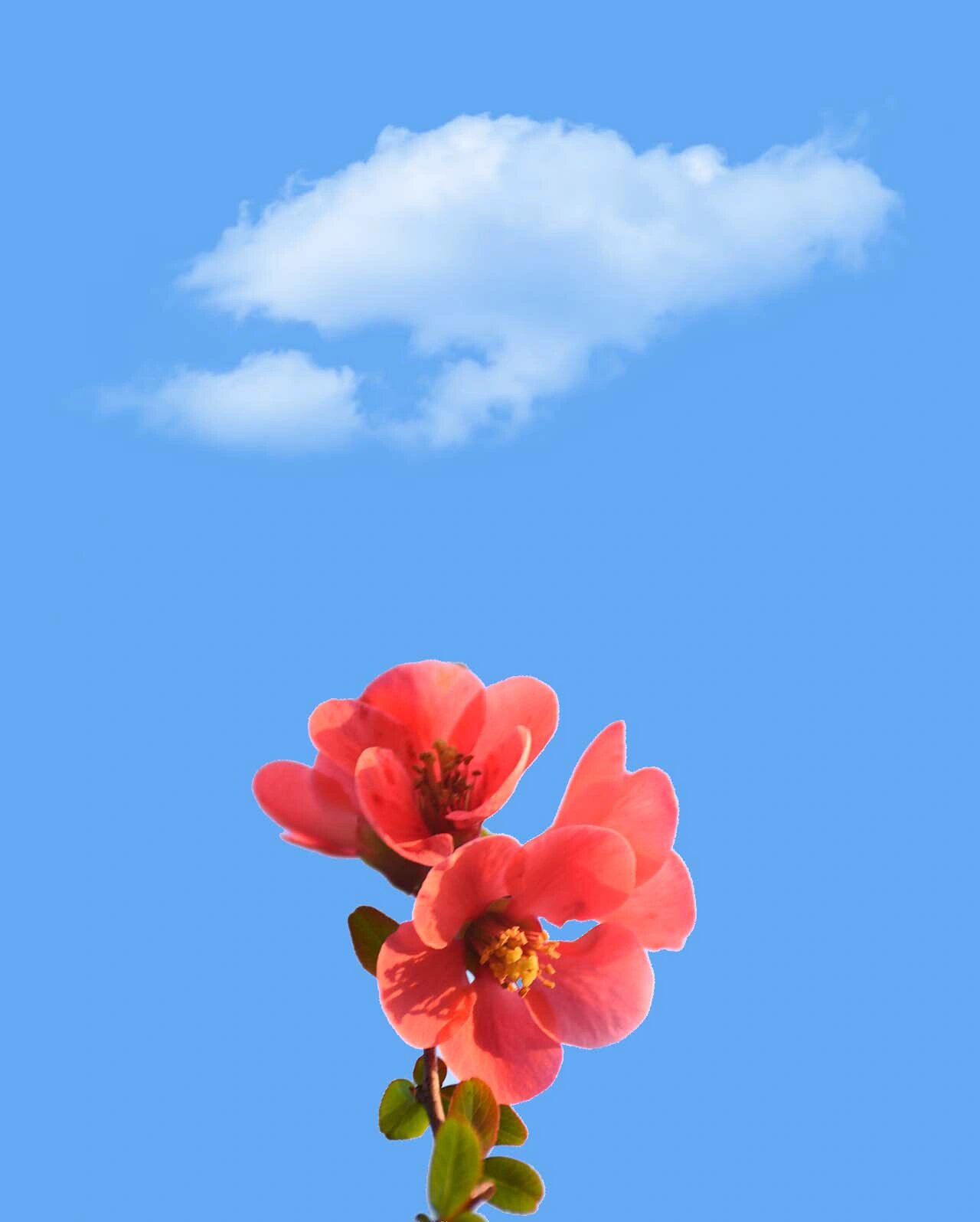 爱拍照|天空蓝无滤镜 治愈系蓝色背景图 🌤 ꀿªᵖᵖᵞ