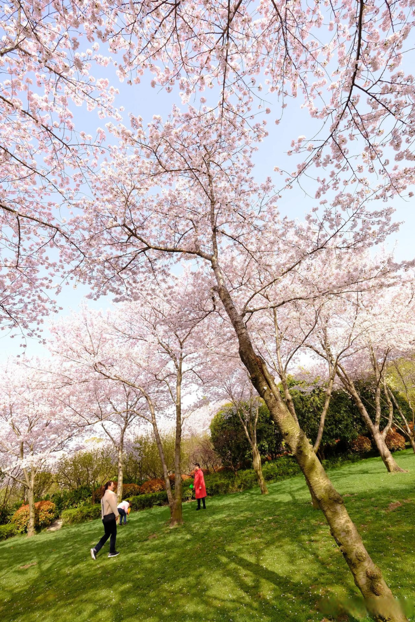 無錫金匱公園的櫻花