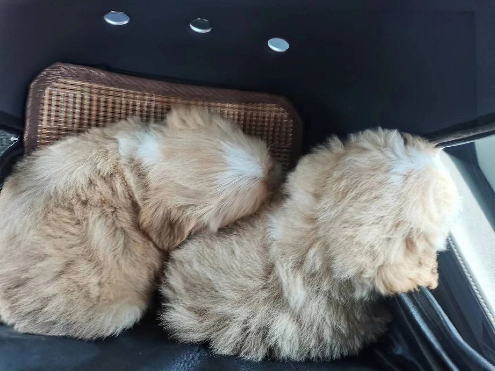 金毛跟泰迪串的小崽子,免费领养