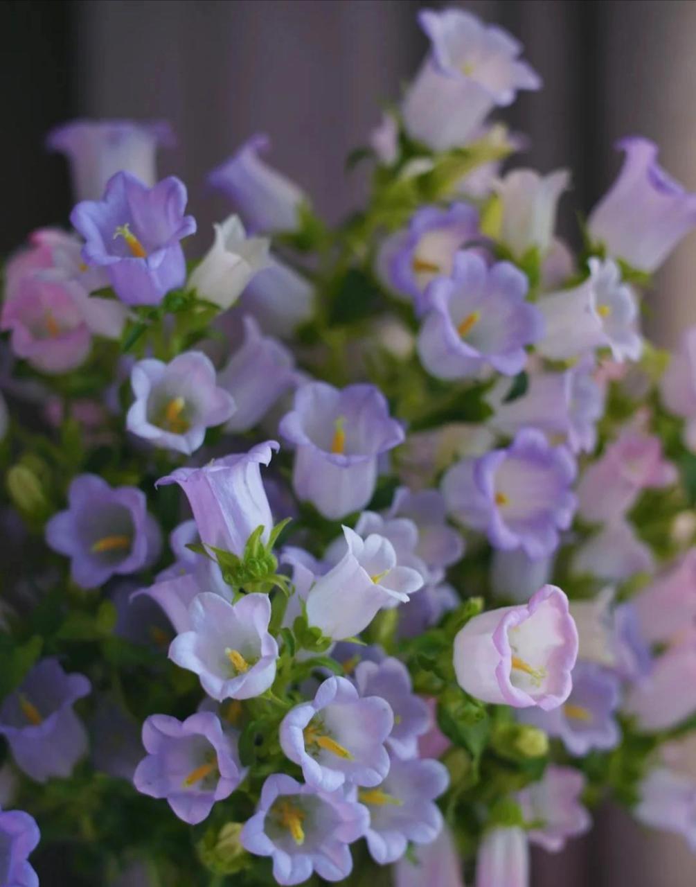 风铃花形状像风铃,当风吹过时,风铃花随风摇摆,所以寓意着远方的祝福.