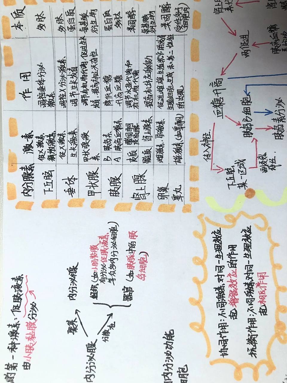 高二生物选择性必修一体液调节思维导图