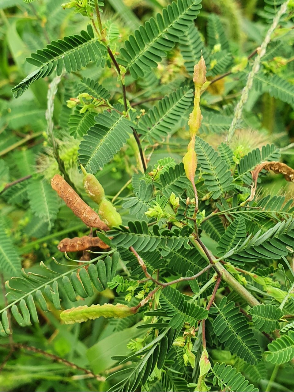 合萌 97第一次见,豆科,中药.