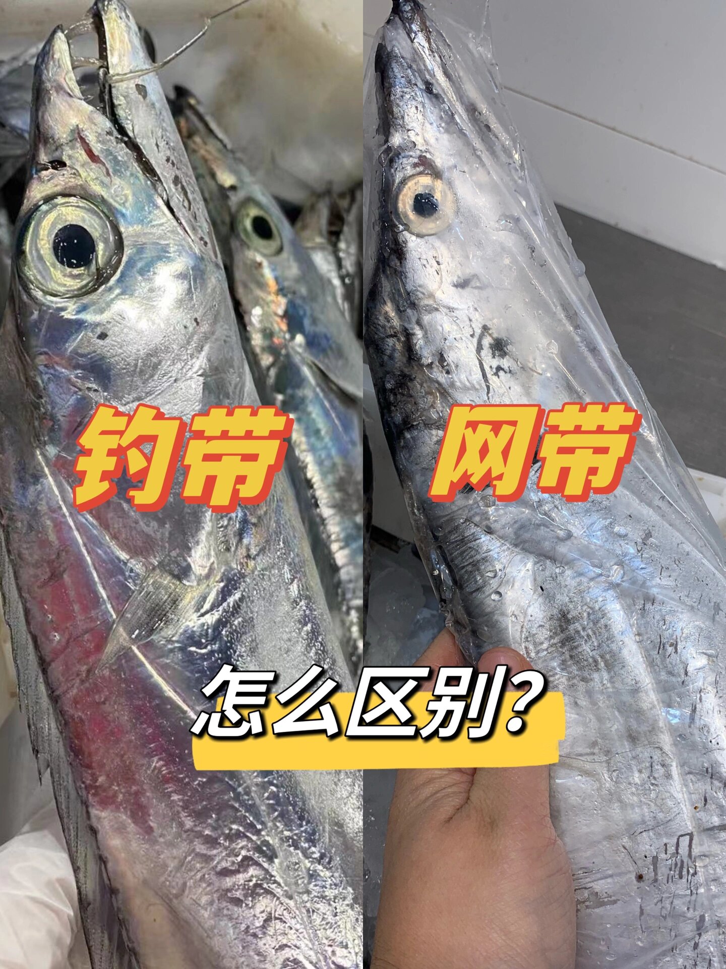 钓带鱼的渔船都是