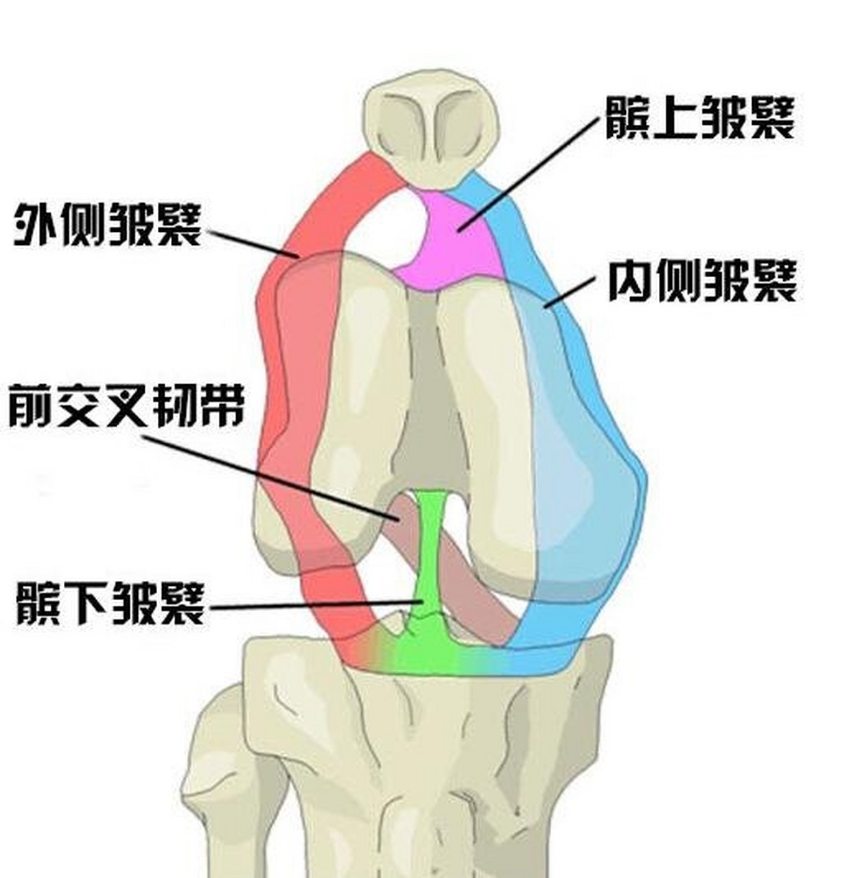 膝关节滑膜位置图图片