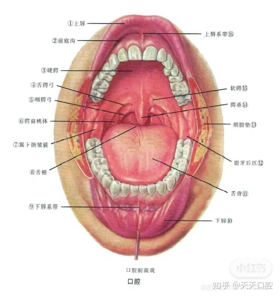 上唇系带图片