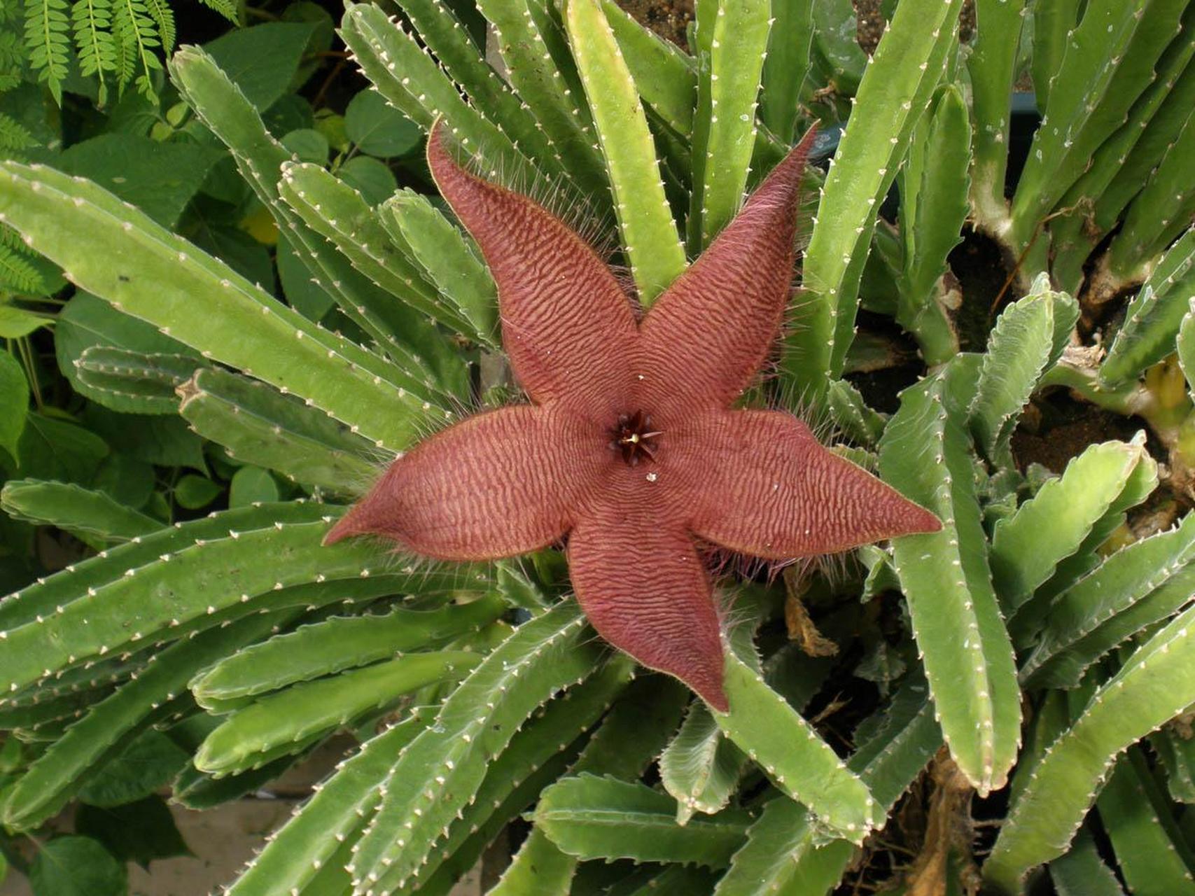 非洲海星花(african starfish flower)是一种不寻常的,易于种植的