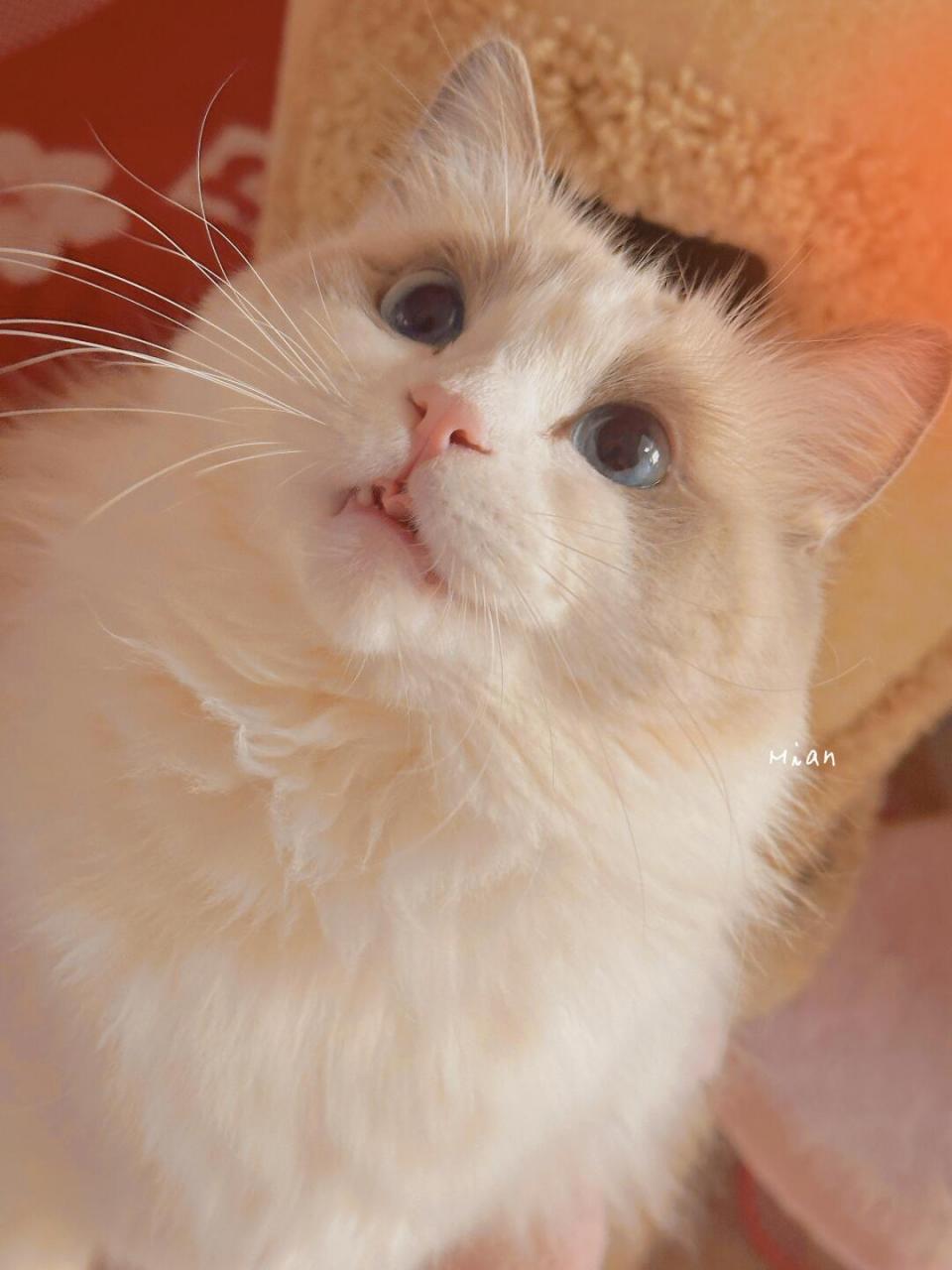 今天是92橙色小绵宝～#我的治愈系猫咪# #萌宠营业照# #布偶猫仙女