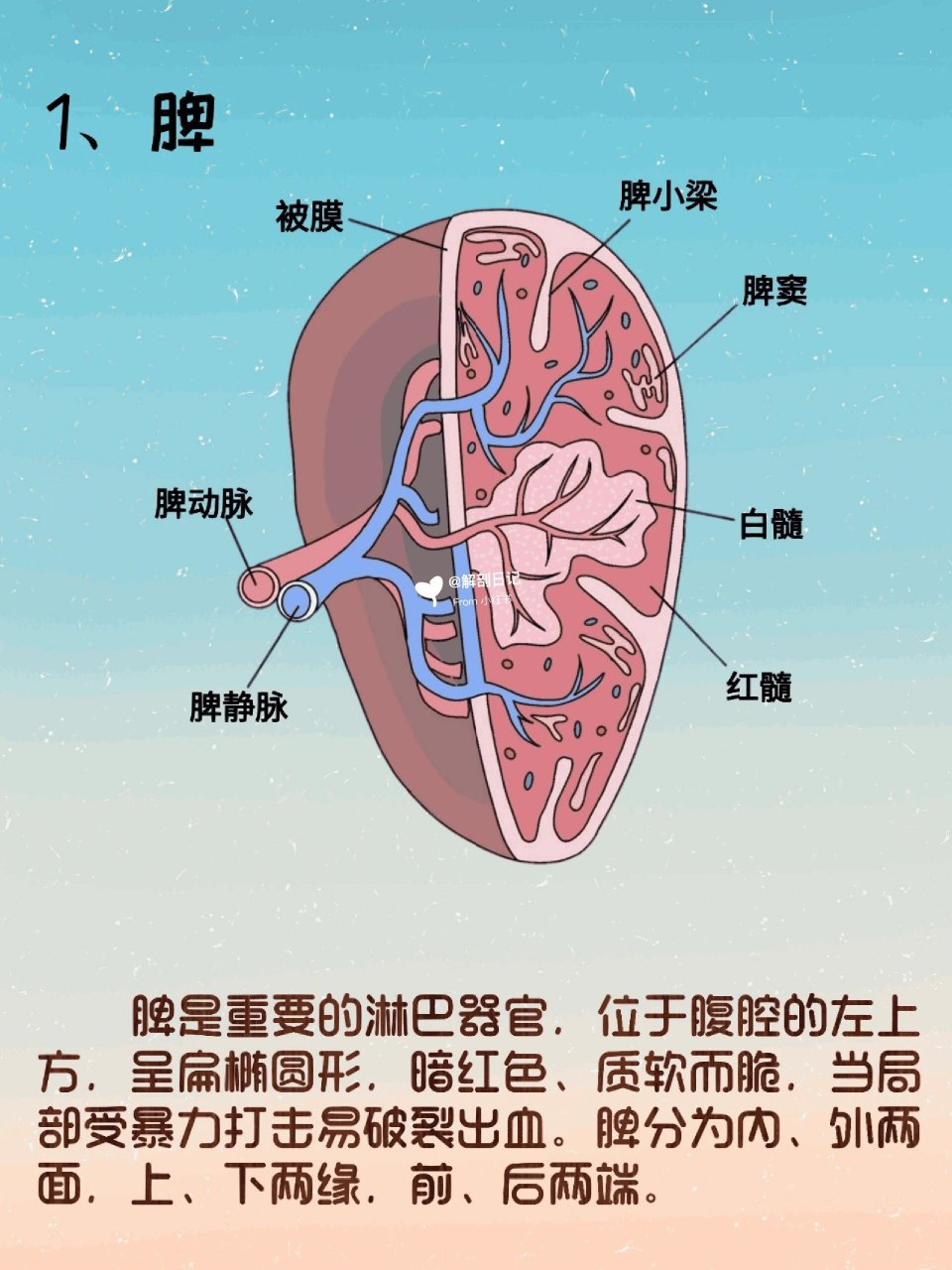 脾包膜图片