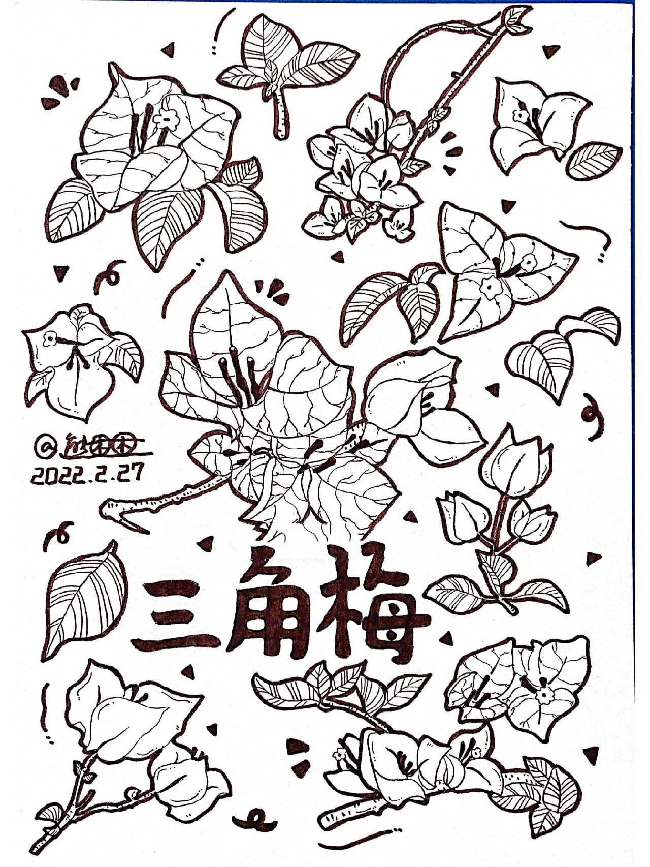 一颗橘子手绘打卡9期 | day01三角梅