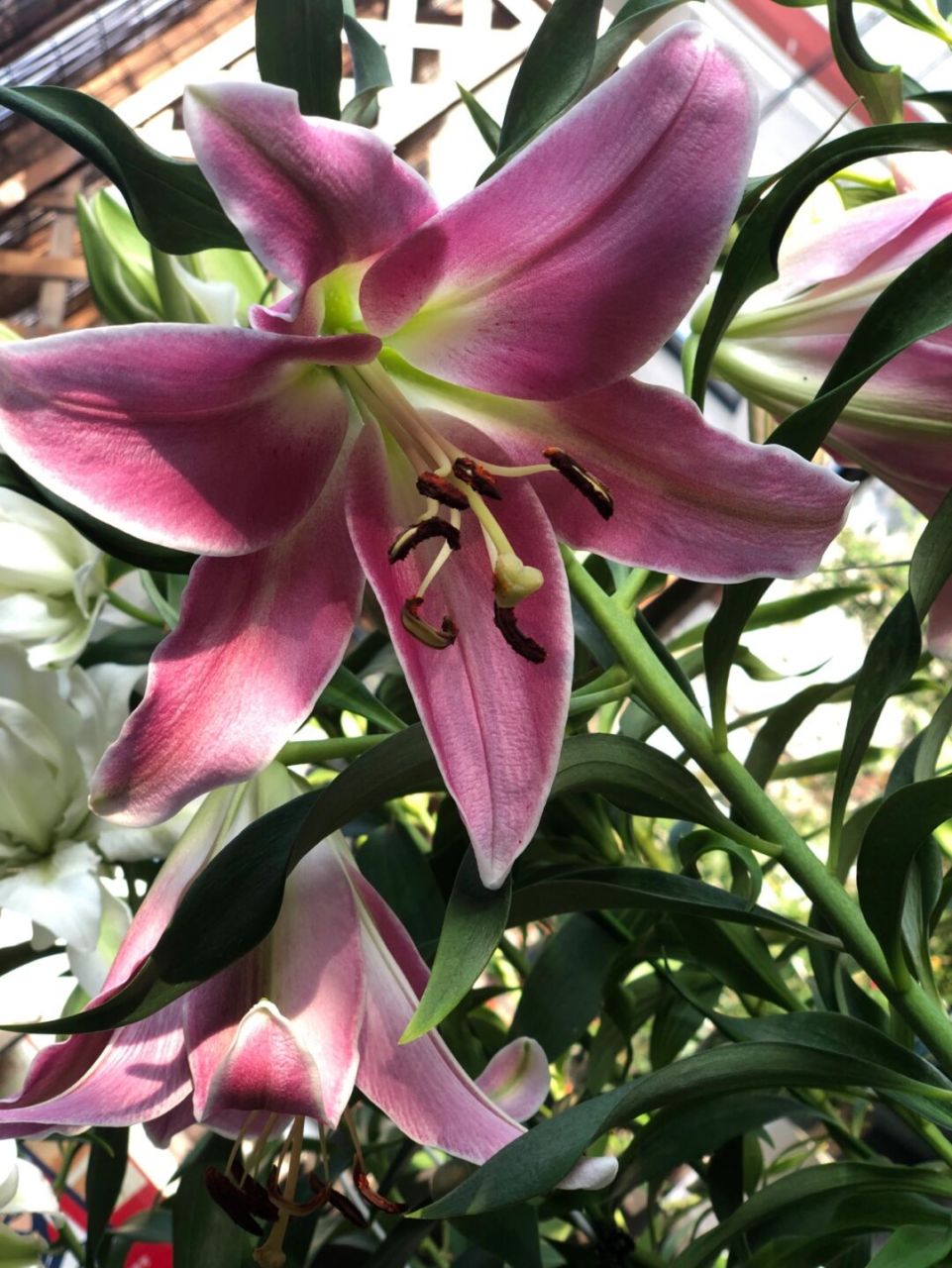 百合插瓶去除花药 破坏授粉 就可延长花期 百合花是雌雄同体的花,花朵