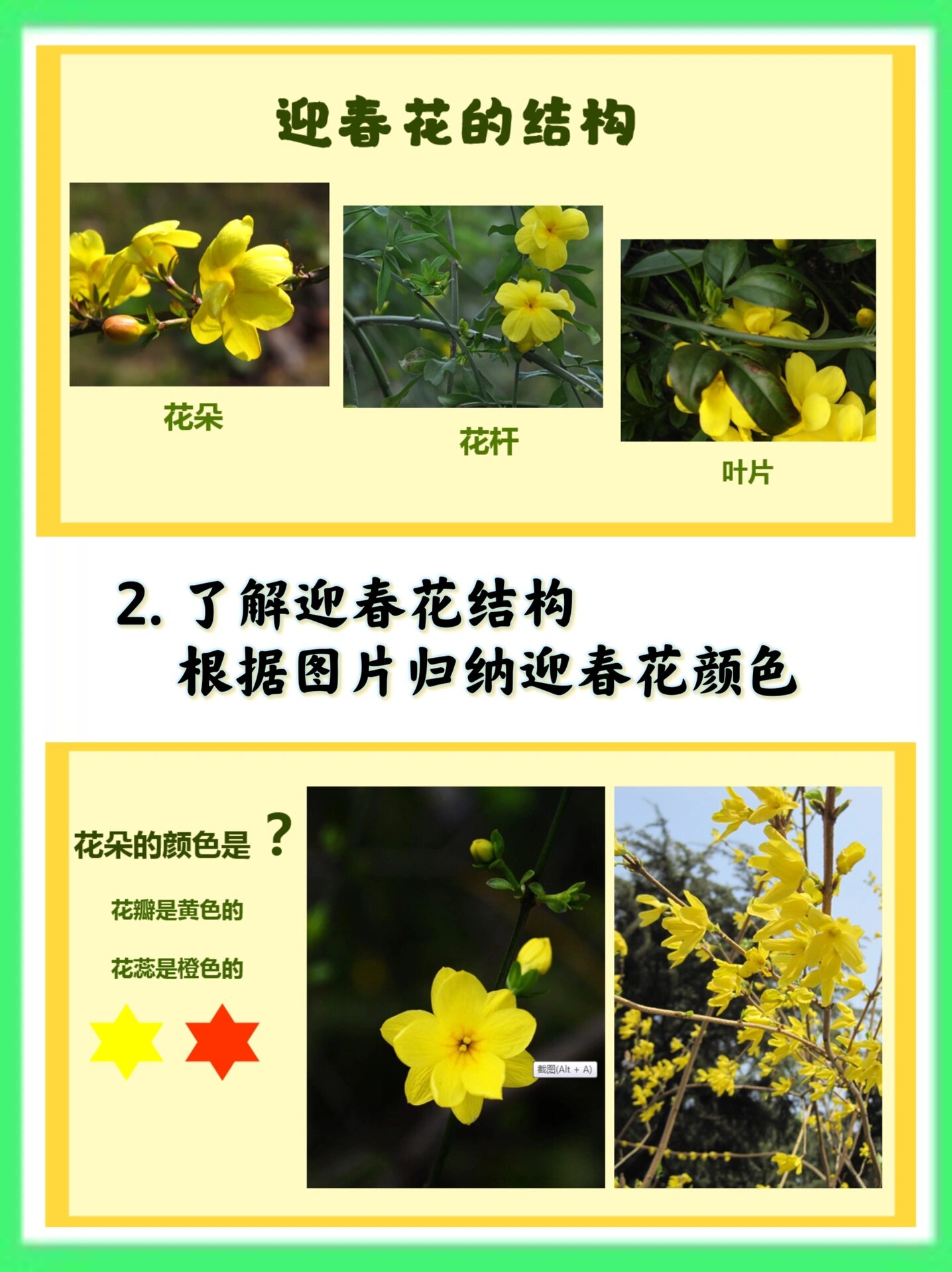 《迎春花》小学美术课件98ppt分享 植物课件 98春天到了,万物复苏