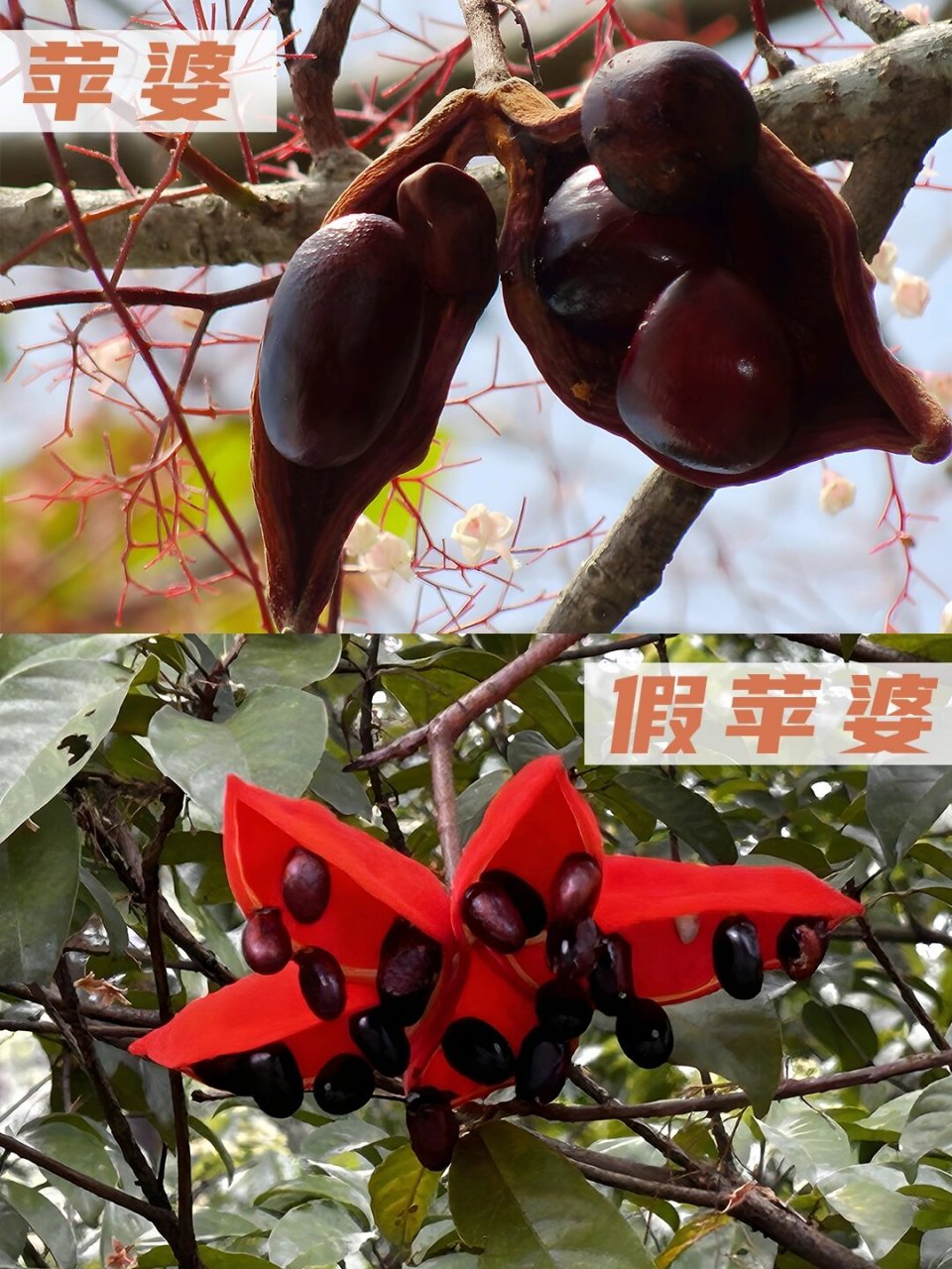 不要再分不清苹婆与假苹婆了!
