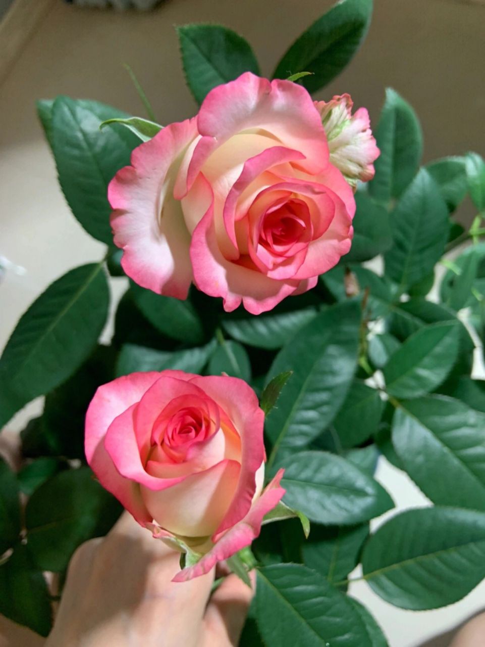 艾莎/爱莎:一款我比较喜欢的切花月季,大个头,花径8厘米左右,花色白红