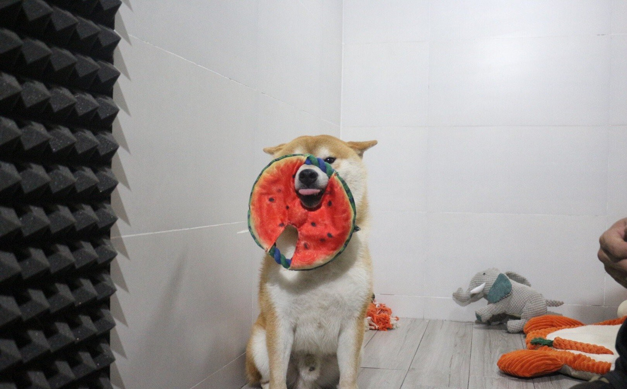 怎么买到纯种柴犬 99黑柴和四眼土狗长得有些相似,所以很容易把它俩