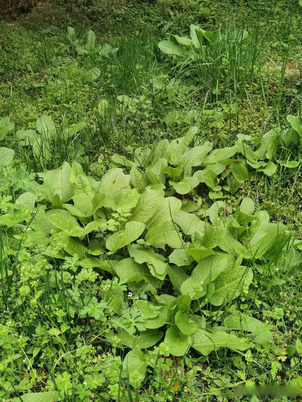 野菠菜图片