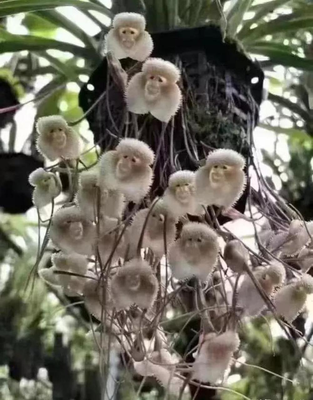 不得不感慨大自然的神奇,喜马拉雅灵猴花,活灵活现.