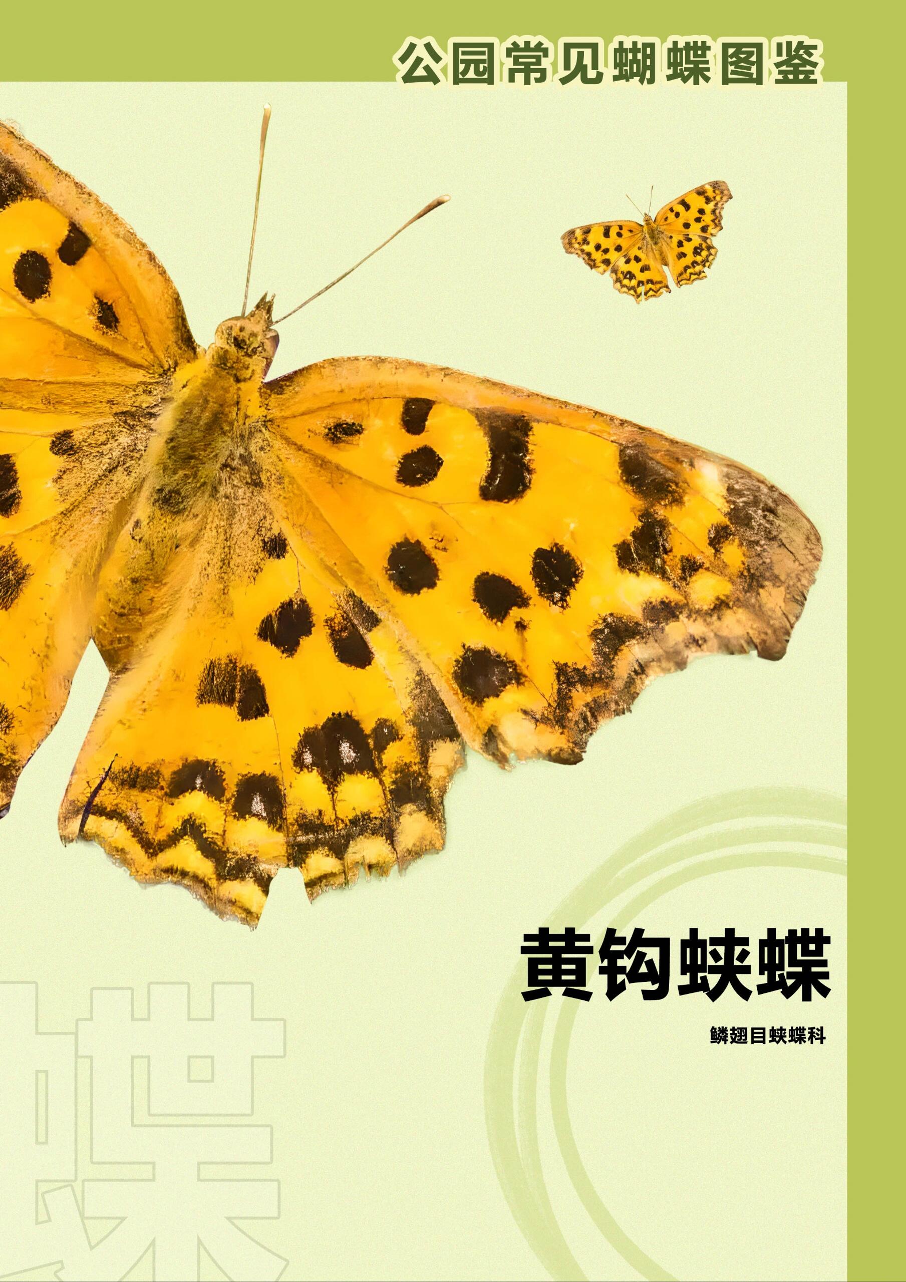 公园常见蝴蝶图鉴(一)
