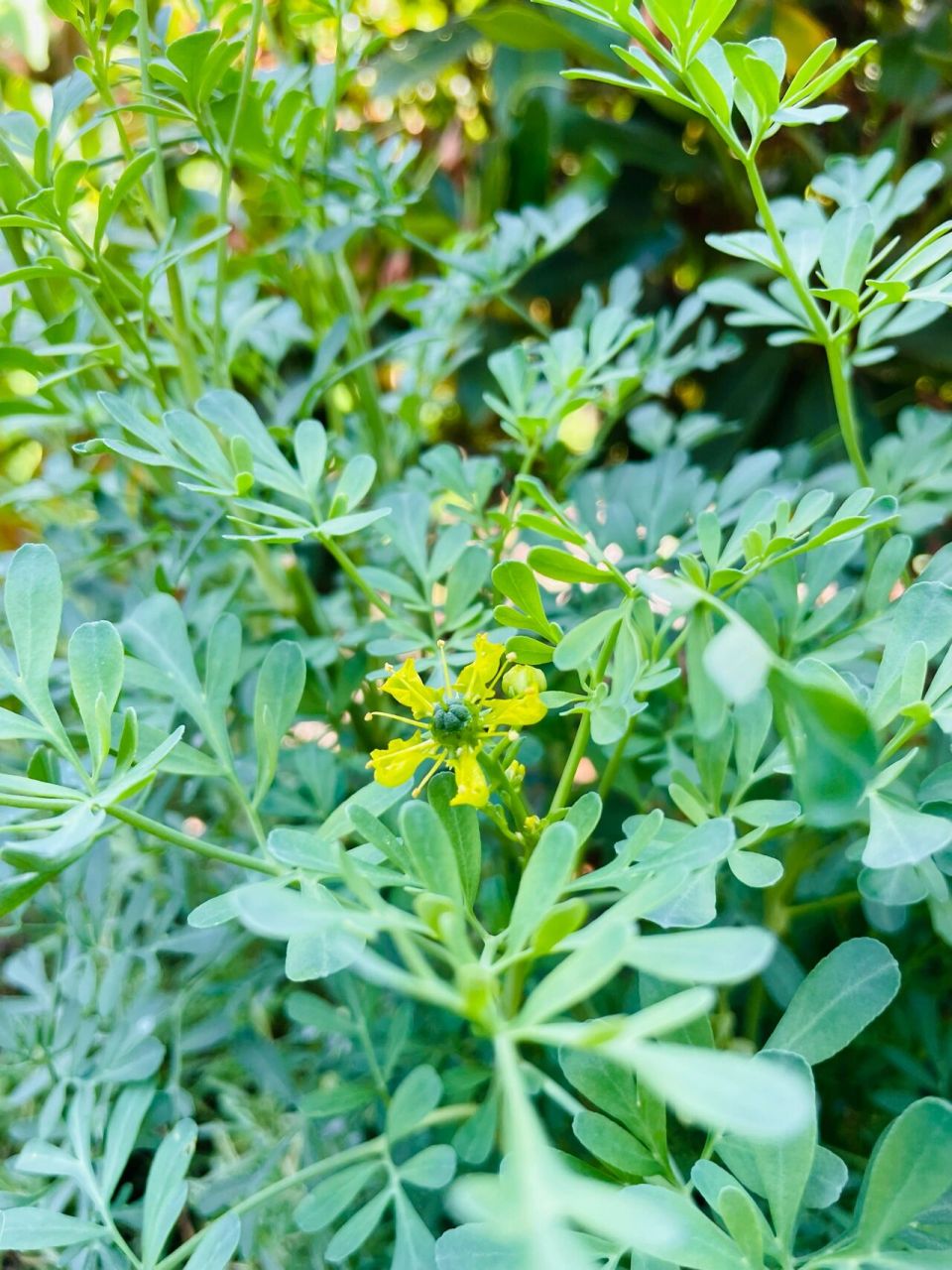 臭草 洗澡图片